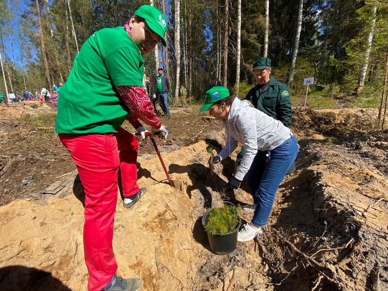 Члены ОП Ленобласти приняли участие во "Всероссийском дне посадки леса"