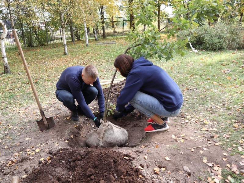 Общественная палата Ленобласти провела субботник и посадила памятное дерево