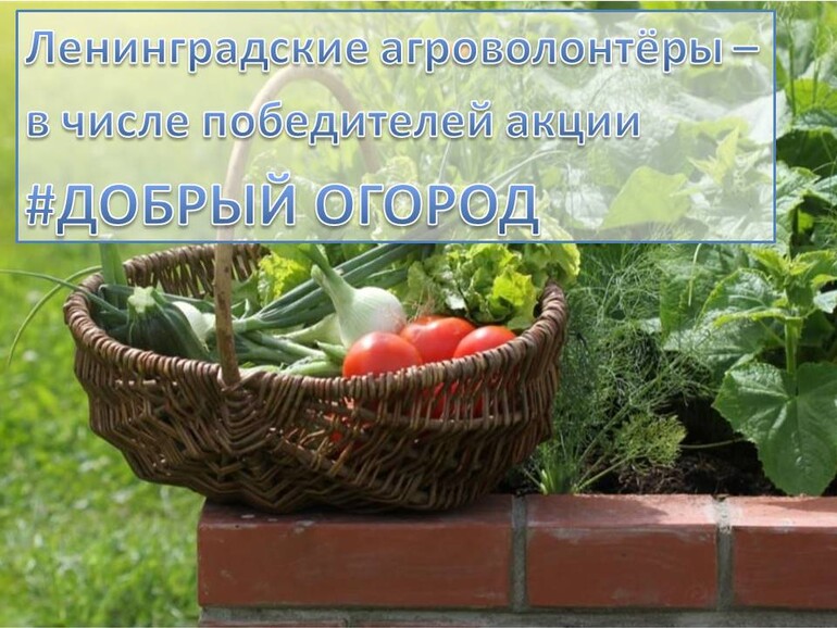 Ленинградские агроволонтёры – в числе победителей акции #Добрый огород